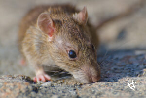 13-5 Hantavirus-03
