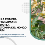 Hallan bacterias capaces de biotransformar toxinas de hongos y proteger los cultivos